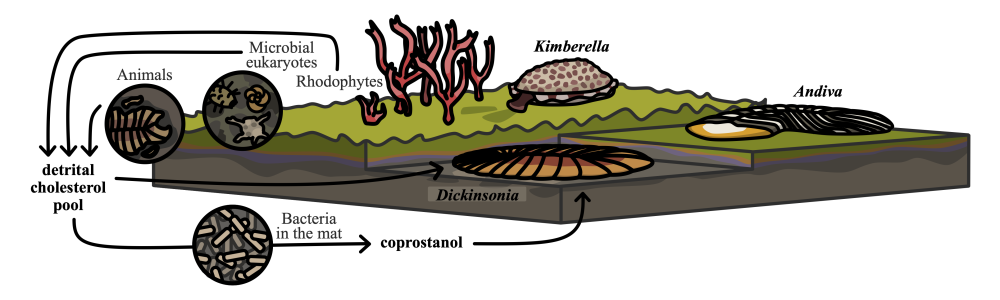 Figure shows cutaway views of ocean floor with flat, saucer like animals in different layers. 