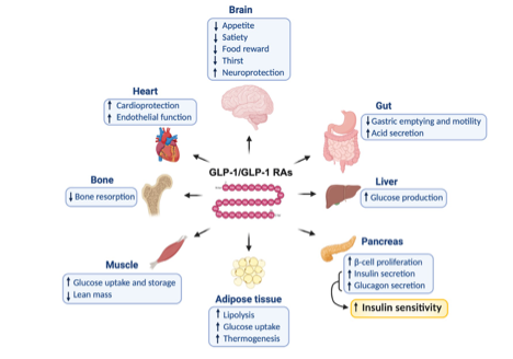 Infographic showing the impact of GLP-1 and GLP-1 receptor agonists on heart, brain, liver, muscle, pancreas, adipose tissue and gut.