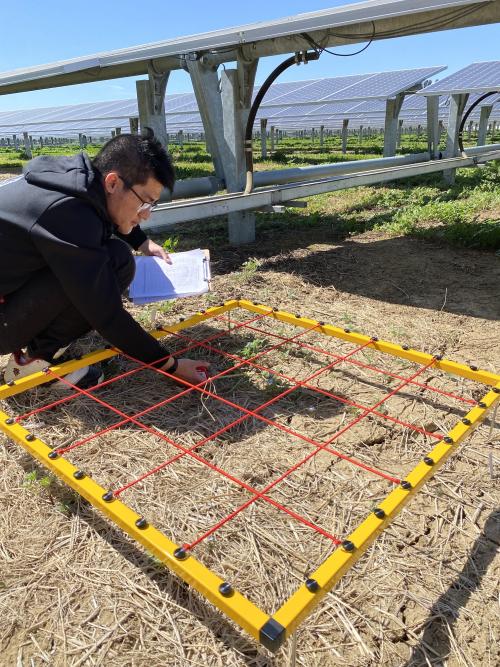 Yudi Li bends over a yellow-framed grid beneath solar panels to conduct research