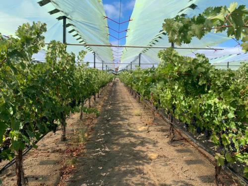 Grape vineyards under shade screens