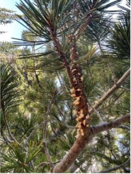 blister rust on the branch of a whitebark pine tree