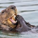 southern sea otter eating clam