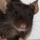 lab mouse