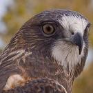 Swainson's hawk