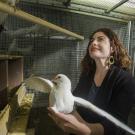 Rebecca Calisi is using pigeons to study differences between the sexes.