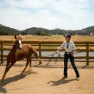 Photo of horse being trained