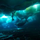 Two seals in Antarctica