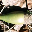 Valley oak acorn