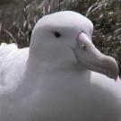 Wandering albatross.