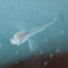 Photo of fish swimming in water..