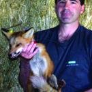 Ben Sacks holds a red fox that got caught in a humane trap set for raccoons, in Glenn County. Sacks put a radio collar on the fox and set her free.