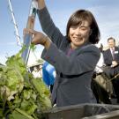 Woman shoveling lettuce leaves