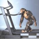 Chimpanzees hit the treadmill for bipedal walking (pictured), after being coaxed to walk on two legs; and
&lsquo;knucklewalking,&rsquo; on all fours. Researchers applied white paint to certain joints on the chimps, and used high-speed cameras to record