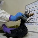 Whiteboard holds rescue data for a photographic record of one of the birds caught in the Cosco Busan spill one year ago. 