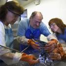 In the center: Jay Holcomb, director of the International Bird Rescue Research Center, UC Davis' partner in treating oiled birds.