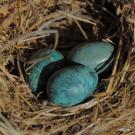 Handcrafted eggs, in a found nest, by Dede deGraffenried, in the In and of Itself exhibition at the Craft Center Gallery.