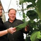 Postdoctoral fellow Rosa Rivero and Professor Eduardo Blumwald are pictured with experimental tobacco plants, in connection with drought research.
