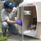 Veterinarian Walter Boyce prepares to release several ducks into the arboretum on March 5.