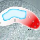 Graphic shows eight undifferentiated nuclei in a plant's embryo sac, and labels one as an egg.