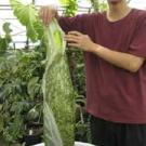 Photo: male student standing next to 3-foot-tall plant revealing inside spike.