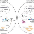 Graphic: Feoktiskova-Fraser research