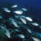 Brown chromises at a reef, with the fish perhaps drawn there by a plume of scent. The fish do not smell food; instead, they "listen" to the plume.