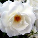 Arboretum All-Star: Rosa iceberg