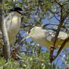 Black-crowned night-herons in the arboretum.