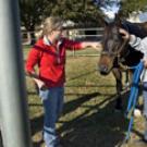 Animal Health Technician Dawne Roper gives Peigh&rsquo;s horse, Kid, some attention after his bath and grooming session at the Center for Equine Health.