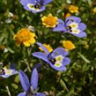 Wildflowers at the Jepson Prairie Reserve