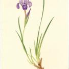 Image: Margaret Stones' Iris macrosiphon, 1987, watercolor on paper, 39 centimeters by 22 centimeters