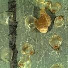 A juvenile snail preying on newly settled Olympia oysters.  The clear oyster shells on the left have been drilled by the snail. Snails consume oysters at a faster rate under acidified conditions.
