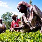 Three women in Kenya picking tea leaves