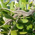 Picture of Caribbean lizards