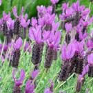 Another Arboretum All-Star: Otto Quast Spanish lavender, Lavandula stoechas
