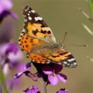 Painted lady butterfly in the UC Davis Arboretum.