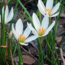 Argentine rain lily plant (Zephyranthes candida)