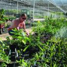 Senior Kim Chacon checks moisture content while on watering duty at the new Teaching Nursery.