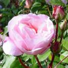 The Gruss an Aachen floribunda rose is a UC Davis Arborteum All-Star.