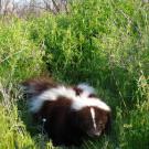 Taxidermied skunk