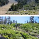 A graded ski run and a cleared ski run