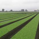 UC Davis and government scientists will track the sources of E. coli O157:H7 bacteria in Salinas Valley crops such as spinach (pictured).