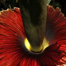 Photo: Tammy the Titan in bloom, lit from the bottom.