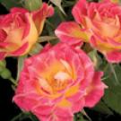 Photo: Tiddly Winks roses