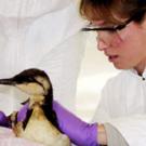 Veterinarian Chris Kreuder examines a common murre that was caught in the oil spill. (Nancy Ottum/Wildlife Health Center photo)