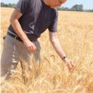 Professor Jorge Dubcovsky in wheat field