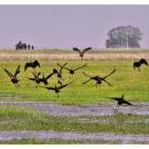 birds fly over wetlands