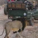 Michael Lyons won the 2008 Education Abroad Centers Aggies Abroad division with this photo, A Hairy Encounter. Voting is under way for this years winner.