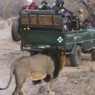 Photo: Male lion approaching open truck with people