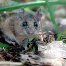 Photo: Mouse near leaf